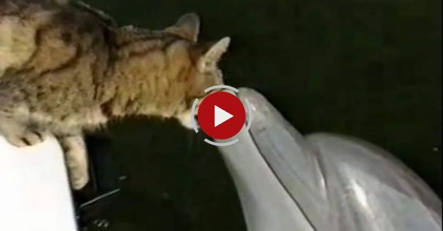 Cat And Dolphins Playing Together