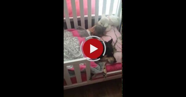 Raven Napping With Addison