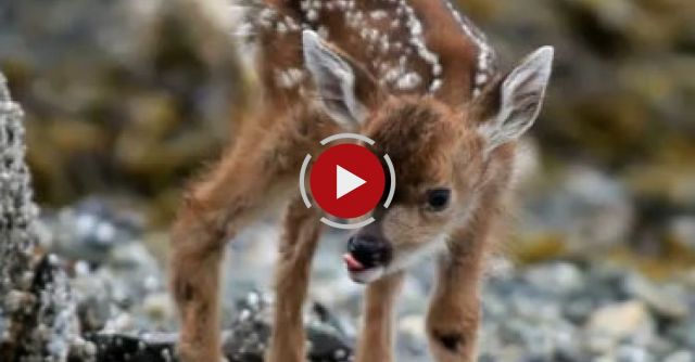 New Born Deer