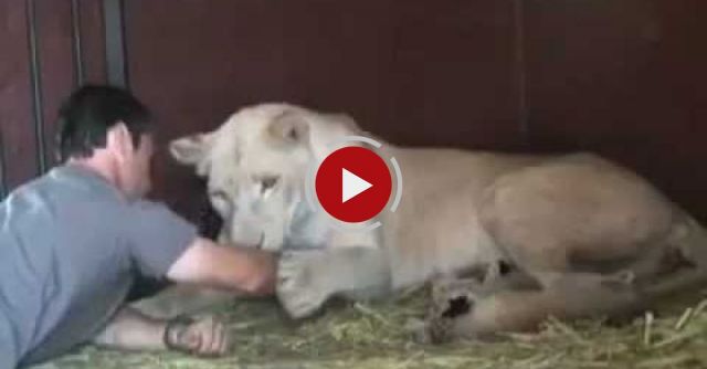 Lioness Shows Trust In Man With Her Newborn Cubs