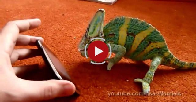 Chameleon Was Frightened By Iphone (what Did He Saw?)