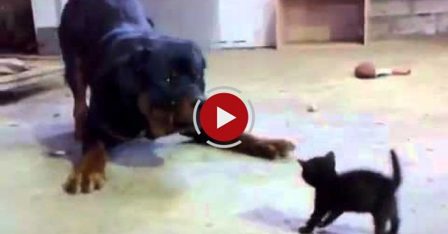 Brave Kitten Stands Up To Dog