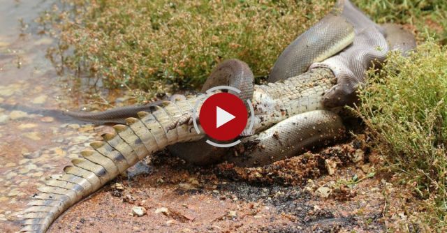 Caught On Camera: Snake Devours Crocodile After 5 Hour Battle