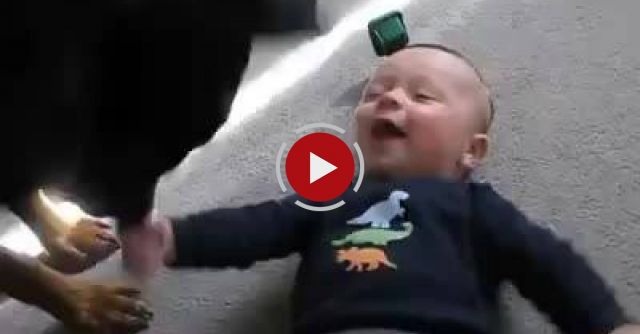 Rottweiler Causing A Baby Laugh Attack