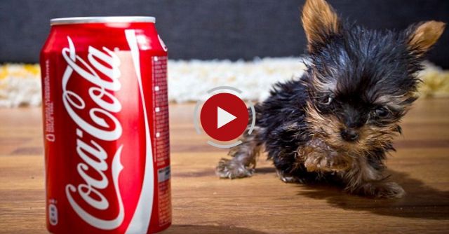 The World's Smallest Dog: Tiny Dog Terrier