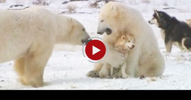 Polar Bears And Dogs Playing