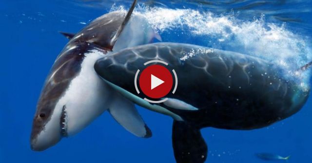 Orcas Vs Shark: Killer Whales Take Down Tiger Shark
