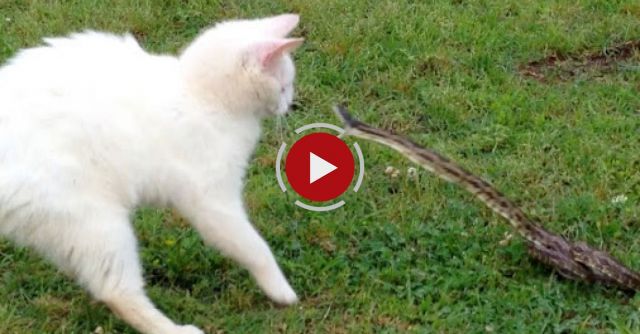 Snake Vs Cat