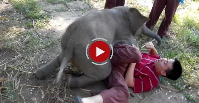 Baby Elephant Loves Cuddling With Arthur 