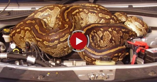 Huge Python In Car's Bonnet