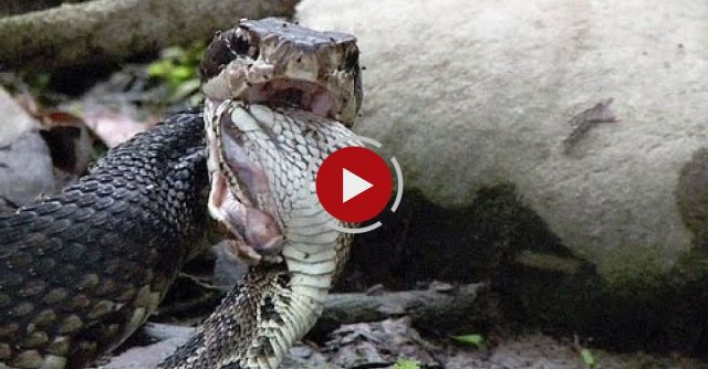 Cottonmouth Eats Rattlesnake