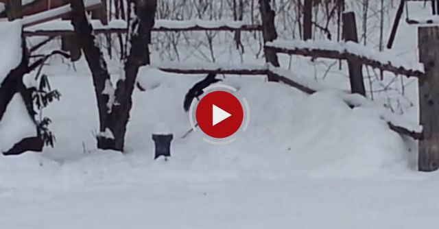 Drunk Squirrel Had Too Many Crabapples