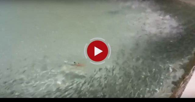 Giant Trevally Attack
