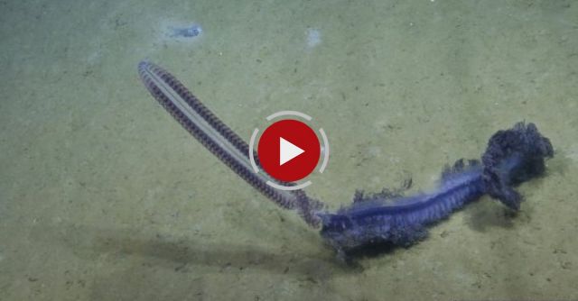 Rare Deep Sea Creature Caught On Video