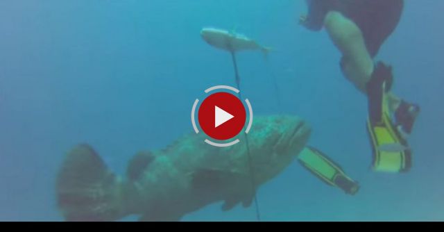 Goliath Grouper Attacks Diver