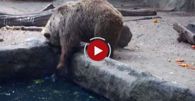 BEAR SAVES CROW FROM DROWNING