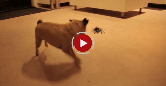 Pug Vs Spider