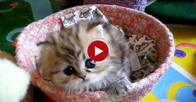 Most Innocent Kitten Alive 