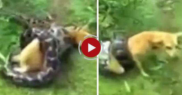 Miracle As Owner Saves Dog From Python's Clutches