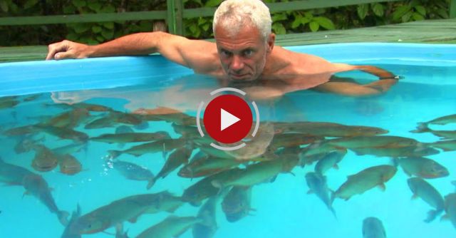 Swimming With Red Belly Piranhas 