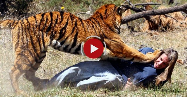 Tiger Attacks Man: Real Tiger Attack Stunt