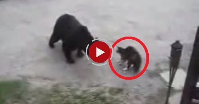 Super Hero Cats Protects Family From Wild Bear!!!