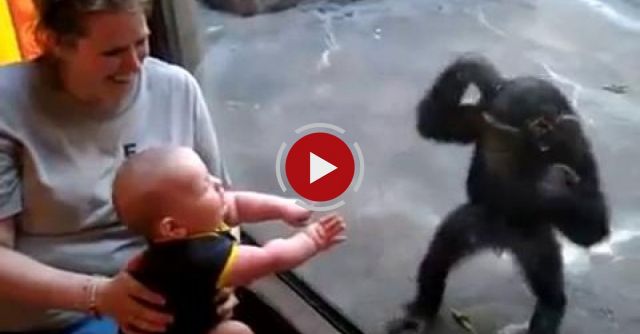 Baby And Chimp Make A Connection At The Zoo