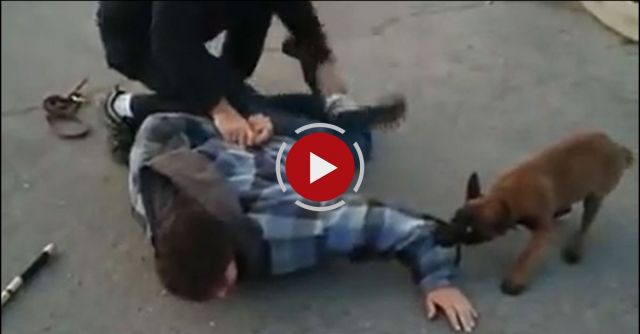 14 Week Old Police Pup In Action