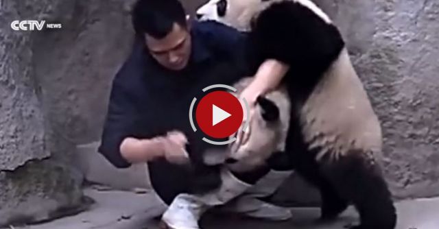 Cute Alert！Clingy Pandas Don’t Want To Take Their Medicine