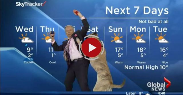 Ripple The Dog Doesn't Care About The Weather Forecast