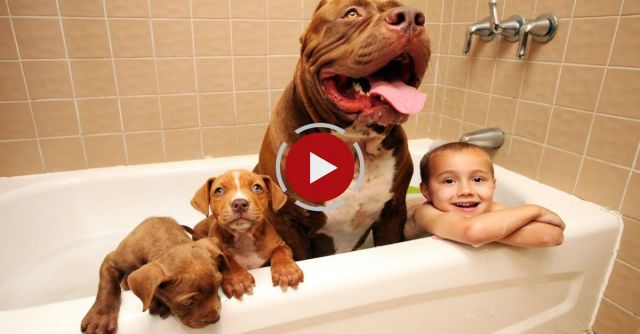 Giant Pit Bull Hulk's $500,000 Puppy Litter