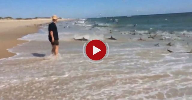 Rare Shark Feeding Frenzy In North Carolina