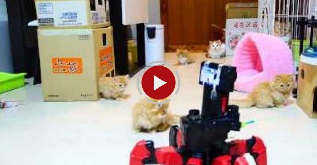 Tiny Kittens Vs. Fighting Robot