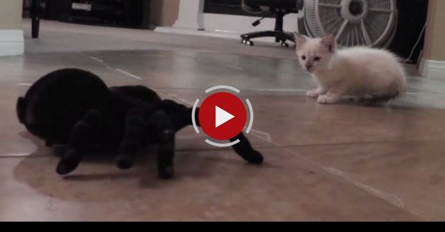 Kitten Vs Spider