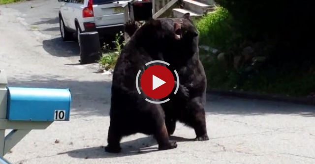Bear Street Fight