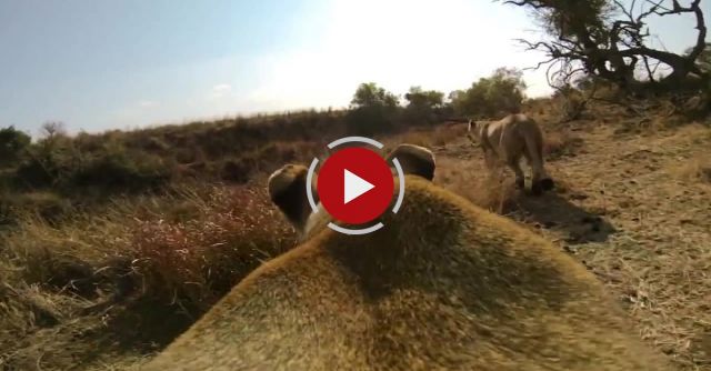 GoPro: Lioness Hunts Down A Buck 