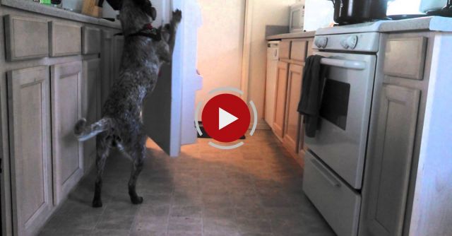 Best Dog Ever Fetches Beer From Fridge