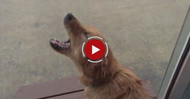 Golden Retriever Puppy (Jack) Playing In The Rain For The First Time