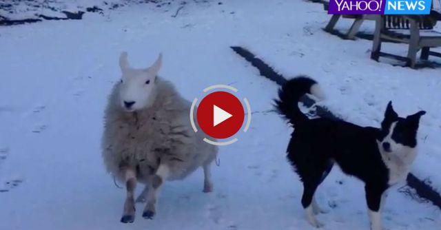 Pet The Lamb That Thinks It's A Dog!
