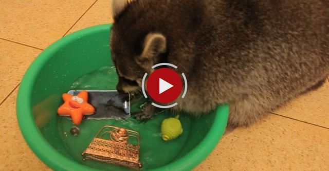 This Racoon Will Wash Your Phone