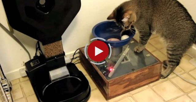 Monkey The Cat Hunts For Dinner