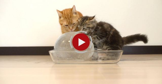10 Cats To Enjoy Ice Ball 