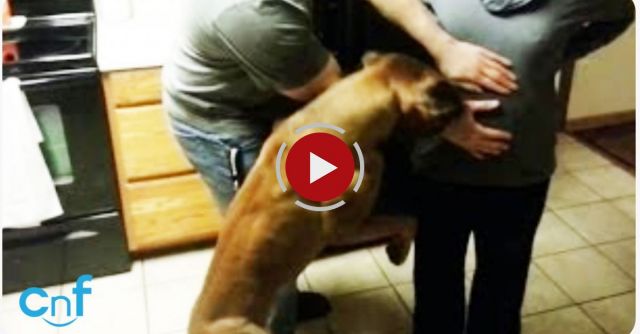 Dog Protects His Pregnant Owner