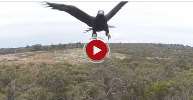 Eagle Takes Down Drone