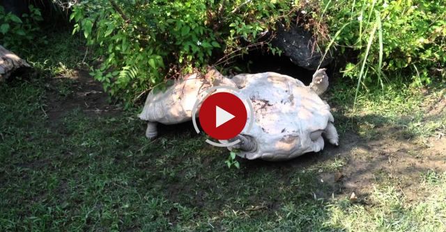 Overturned Tortoise Is Flipped Over And Saved By Friend 