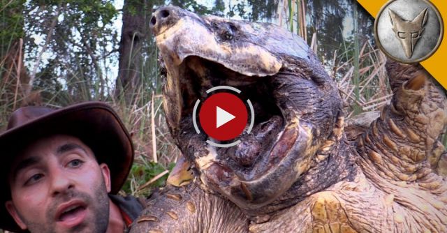 The BIGGEST Turtle You've EVER Seen!