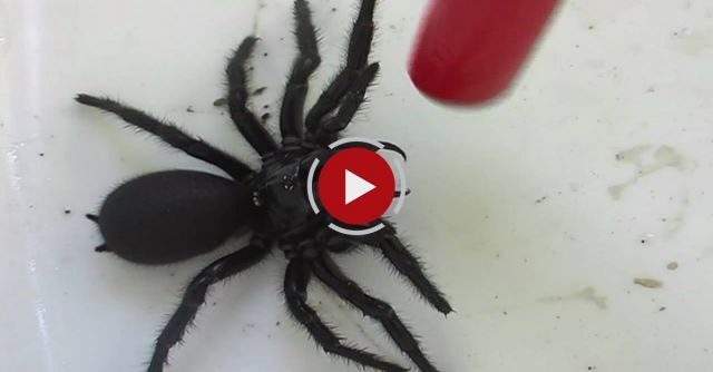 The Scariest Spider On Planet Earth
