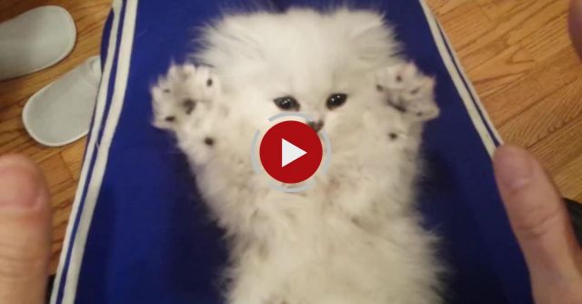 Playful Persian Kitten Loves Their Tickles