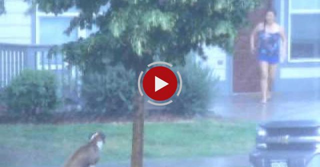 Severe Thunderstorm, Denver.  Heroic Neighbor Saves Abandoned Dog.