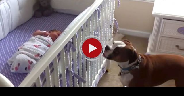 Boxer Responds To Newborns First Cries